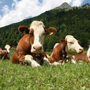Cura e previne diarreias em bovinos