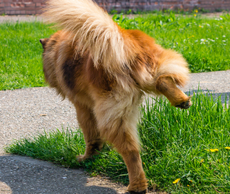 Incontinência urinária em cães